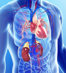 Thoracic surgeries
